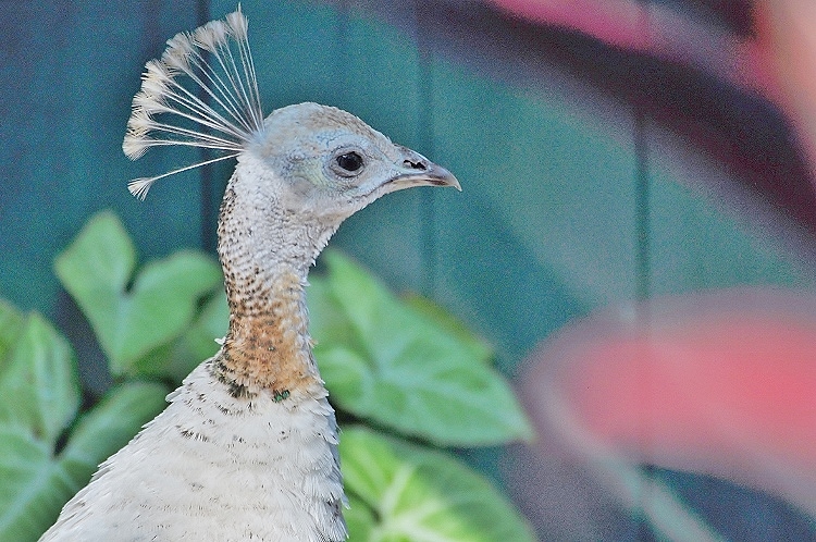 albino peacock